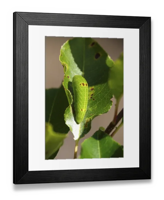 Framed Print : Caterpillar of the sail butterfly, summer, Germany Framed Print : Caterpillar of the sail butterfly, summer, Germany