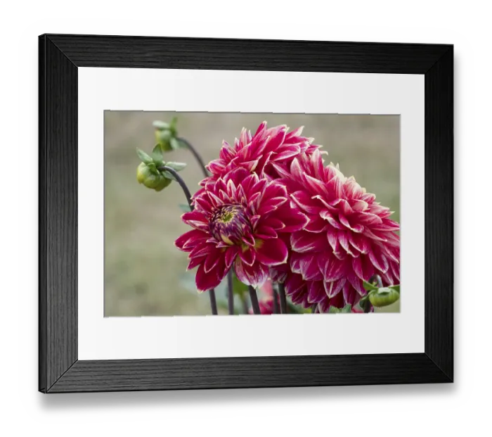 Framed Print : Dahlias (Dahlia), Munsterland
