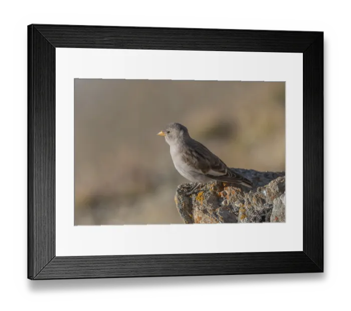 Framed Print : A young white snowfinch (Montifringilla nivalis) searches for food between rocks and grass