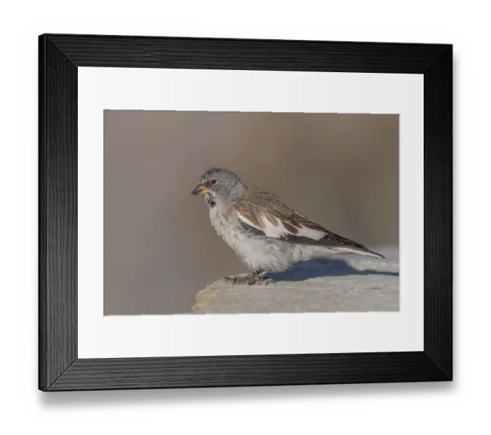 Framed Print : A white snowfinch (Montifringilla nivalis) stands on a rocky surface and displays its striking plumage