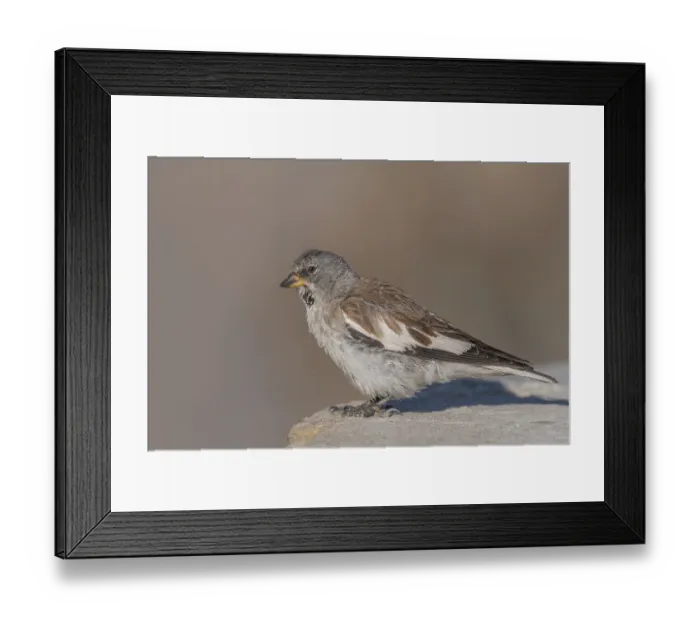 Framed Print : A white snowfinch (Montifringilla nivalis) stands on a rocky surface and displays its striking plumage