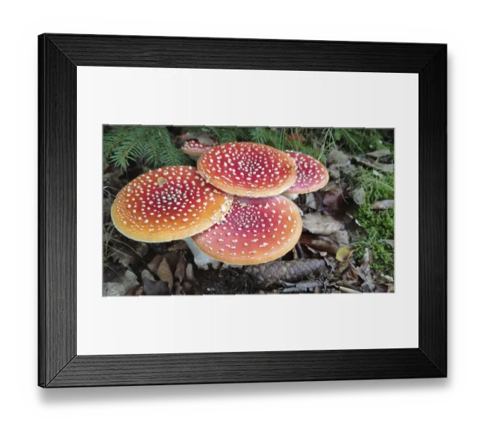 Framed Print : Fly agaric (Amanita muscaria), Saxony, Germany