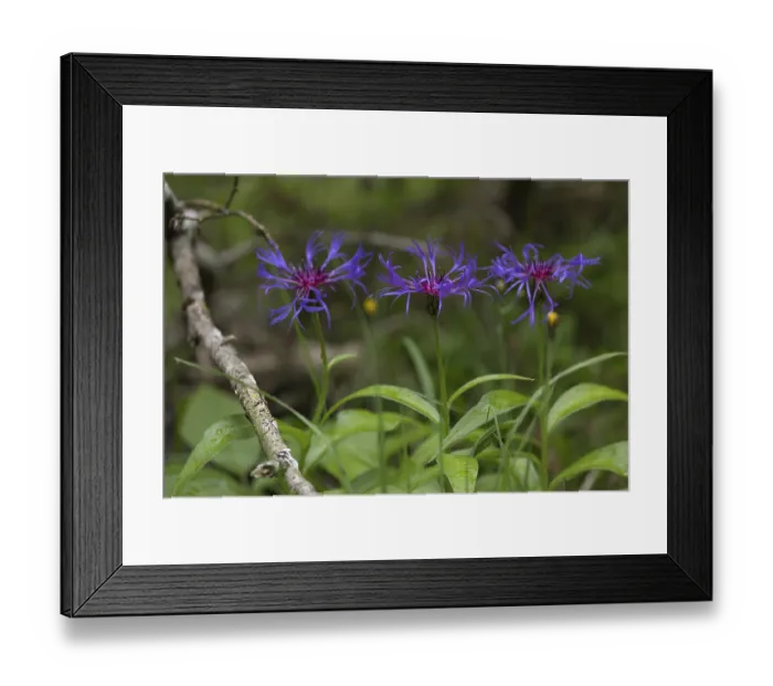 Framed Print : Mountain knapweed, (Cyanus montanus) Framed Print : Mountain knapweed, (Cyanus montanus)