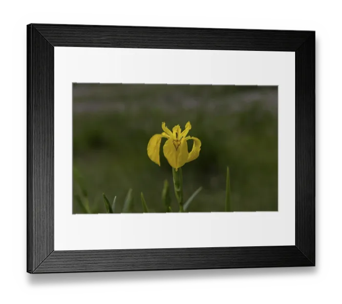 Framed Print : Swamp iris, (Iris pseudacorus), macro Framed Print : Swamp iris, (Iris pseudacorus), macro