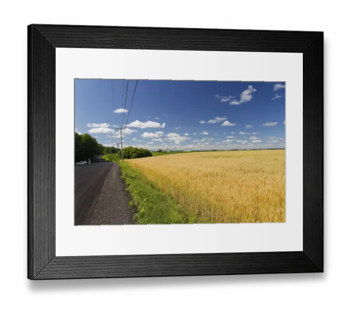 Framed Print : Farmland, agriculture, wheat field under blue sky