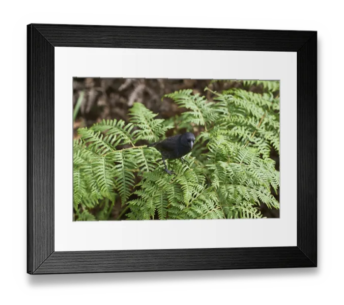 Framed Print : Darwin Fink, humid highland zone