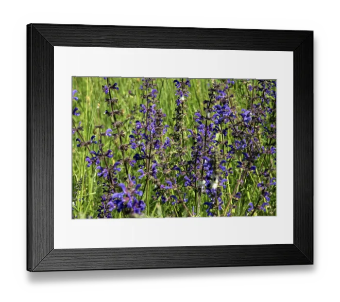 Framed Print : Meadow sage (Salvia pratensis)