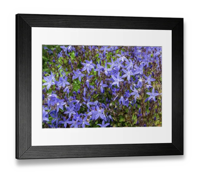 Framed Print : Hanging bellflower (Campanula poscharskyana) Framed Print : Hanging bellflower (Campanula poscharskyana)