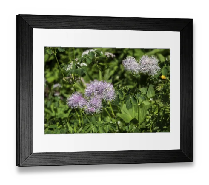 Framed Print : Greater meadow-rue (Thalictrum aquilegiifolium)
