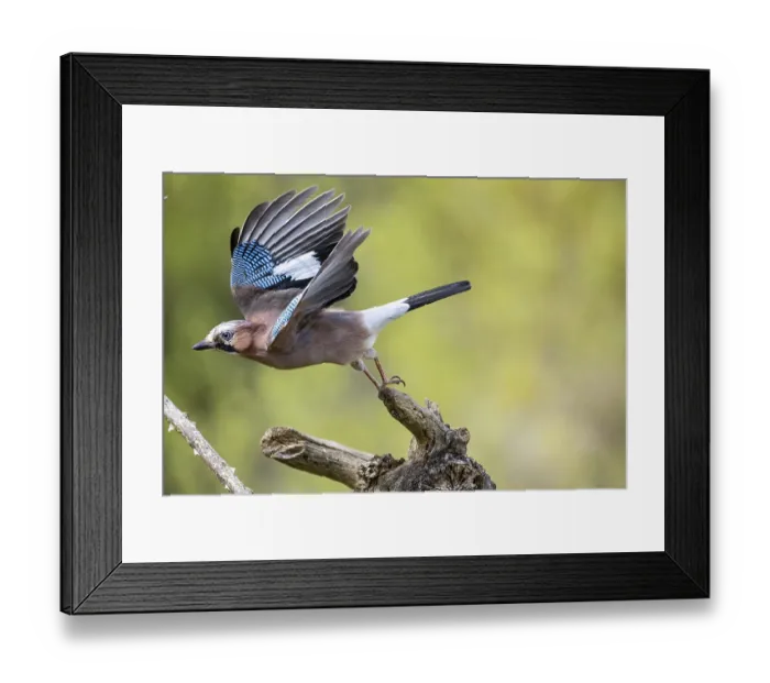 Framed Print : Eurasian jay (Garrulus glandarius) Germany