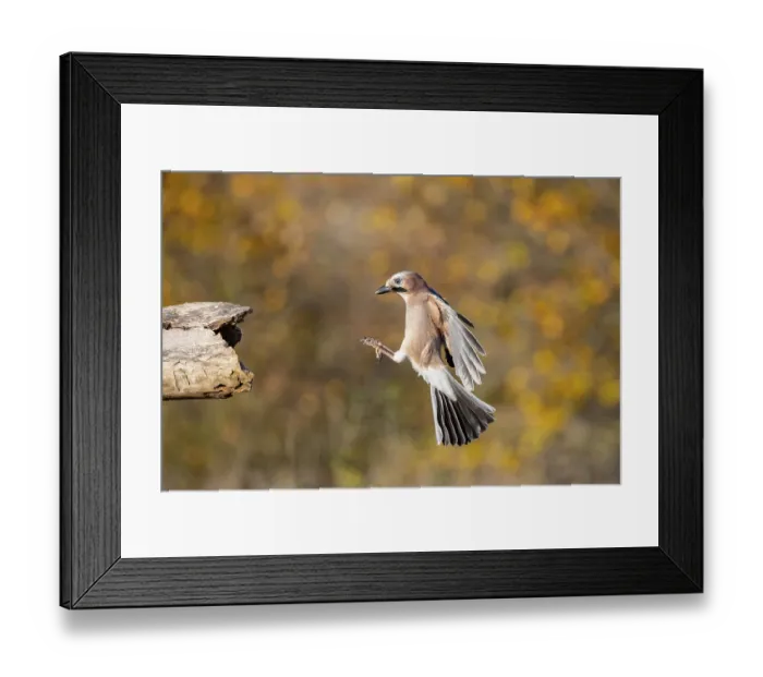 Framed Print : Eurasian jay (Garrulus glandarius) Germany