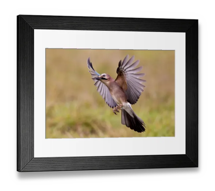 Framed Print : Eurasian jay (Garrulus glandarius) Germany