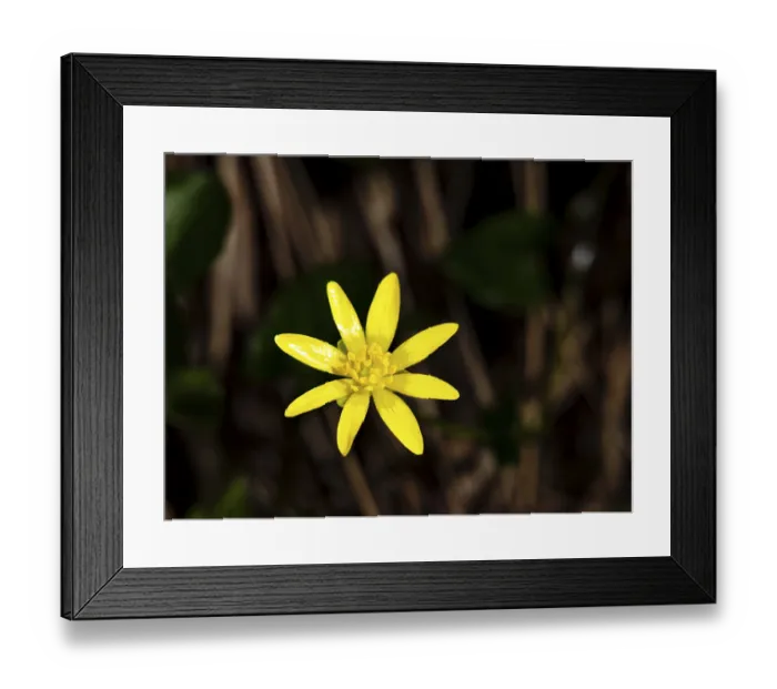 Framed Print : Lesser celandine (ficaria verna)