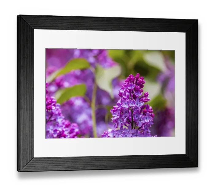 Framed Print : Common lilac or common lilac (Syringa vulgaris)