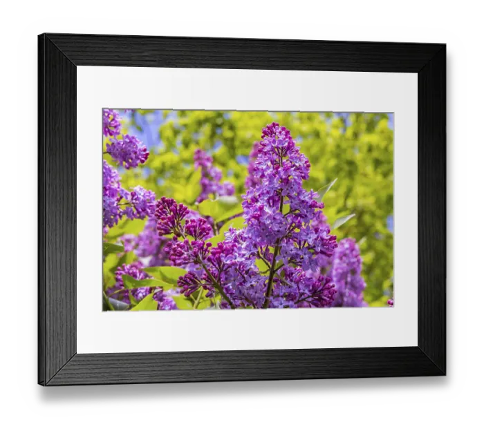Framed Print : Common lilac or common lilac (Syringa vulgaris) Framed Print : Common lilac or common lilac (Syringa vulgaris)