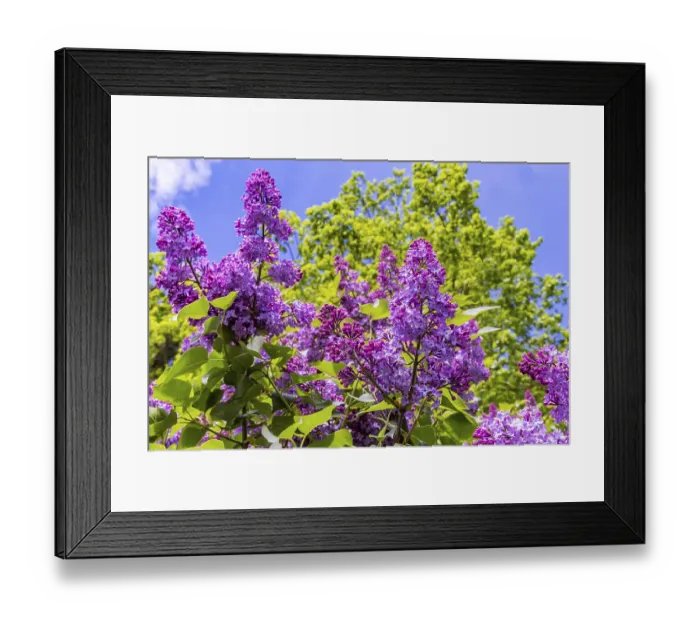 Framed Print : Common lilac or common lilac (Syringa vulgaris) Framed Print : Common lilac or common lilac (Syringa vulgaris)