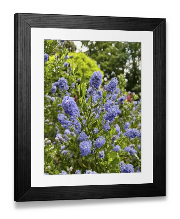 Framed Print : Ceanothus thyrsiflorus, Ceanothus impressus Victoria