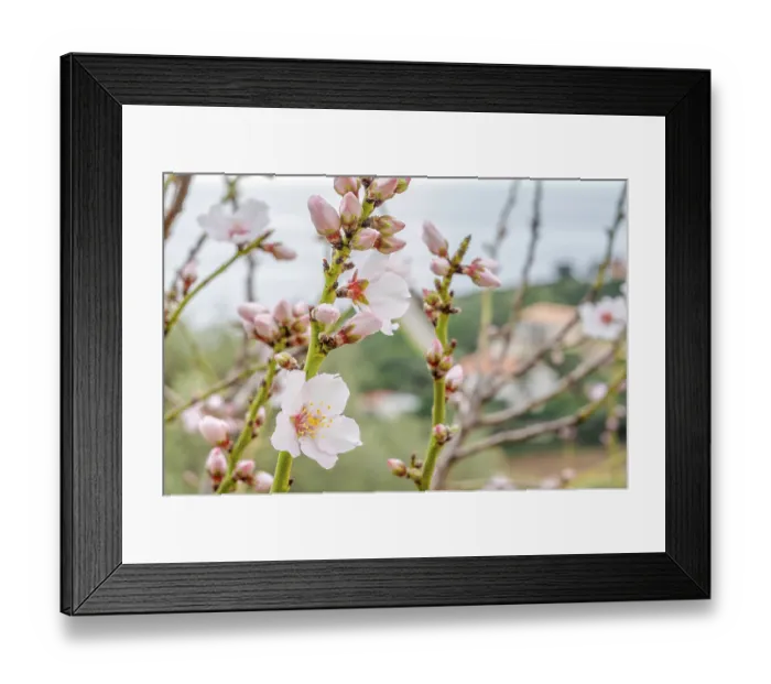 Framed Print : Detail of almonds in bloom in front of the village of Cargese on the west coast
