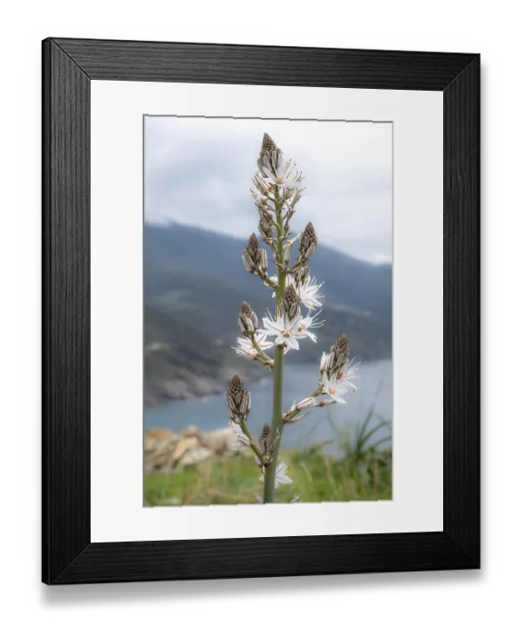 Framed Print : Detail of the inflorescence of Branched asphodel (Asphodelus ramosus)