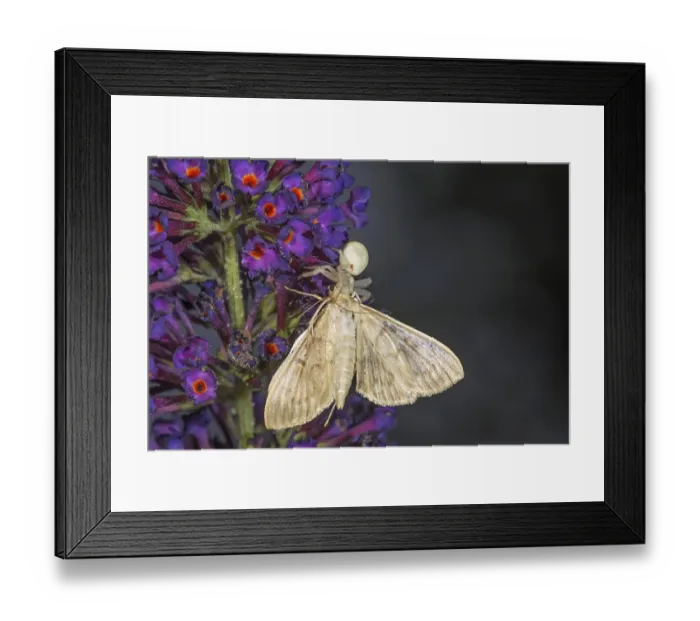 Framed Print : A moth caught by a variable crab spider (Misumena vatia) on a purple buddleja flower visible in close-up Framed Print : A moth caught by a variable crab spider (Misumena vatia) on a purple buddleja flower visible in close-up