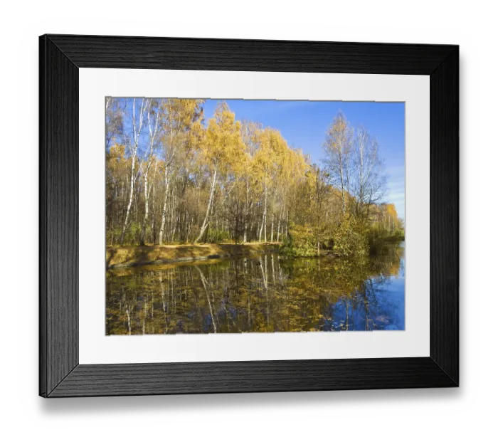 Framed Print : Autumn landscape - yellow birch forest on bank of lake with reflection and little island with trees