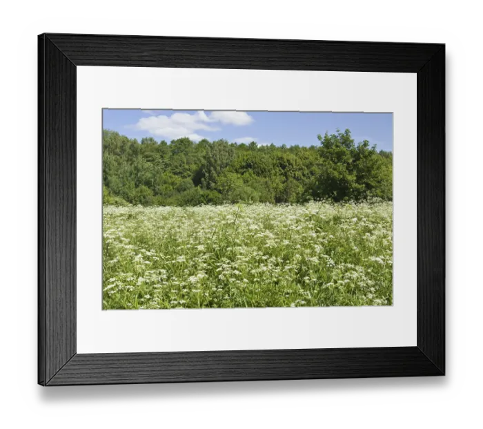 Framed Print : Summer landscape - meadow in blossom with parsnip flowers and forest Framed Print : Summer landscape - meadow in blossom with parsnip flowers and forest