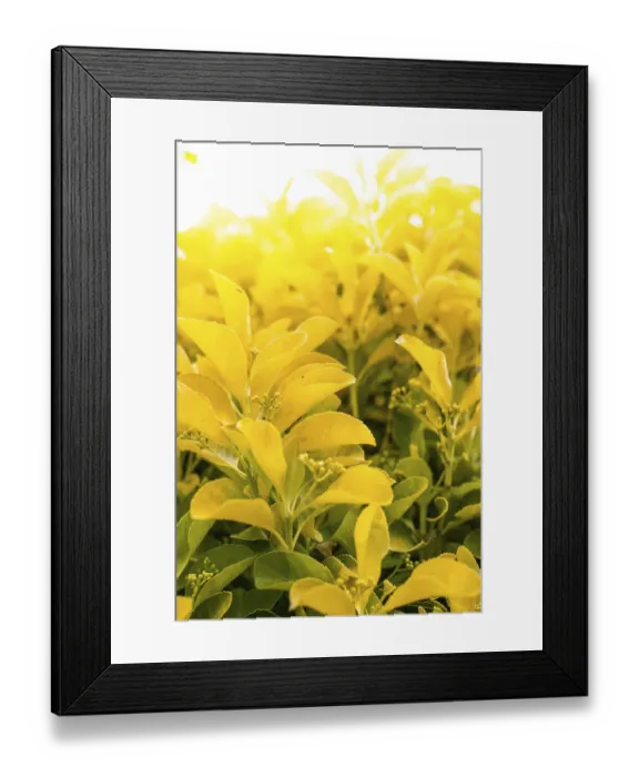 Framed Print : Close up of yellow garden leaves Framed Print : Close up of yellow garden leaves