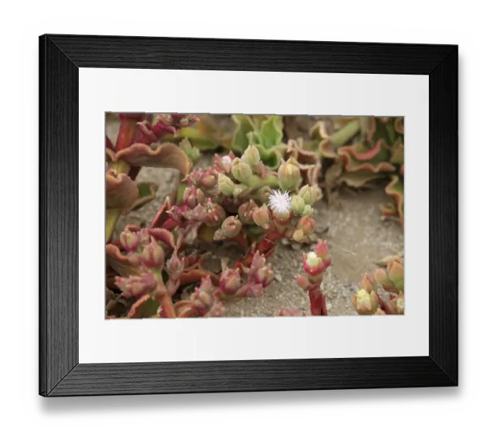 Framed Print : Succulent plant from Namib Desert Framed Print : Succulent plant from Namib Desert