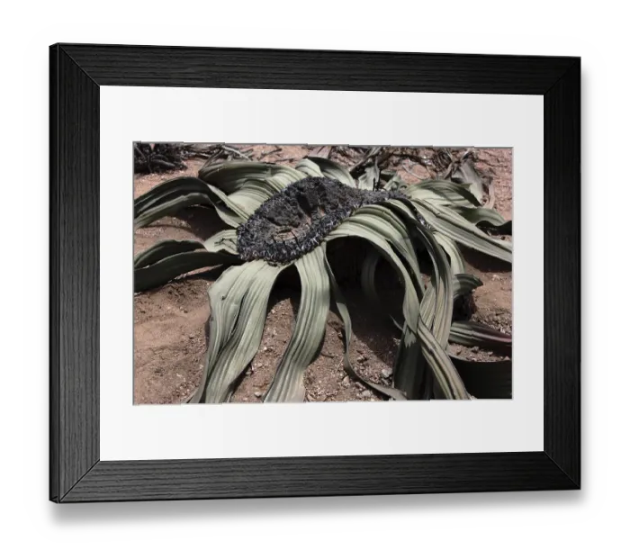 Framed Print : Welwitschia (Welwitschia mirabilis namibiensis)