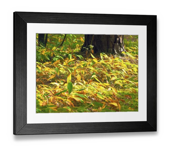 Framed Print : Autumn lily of the valley in the forest