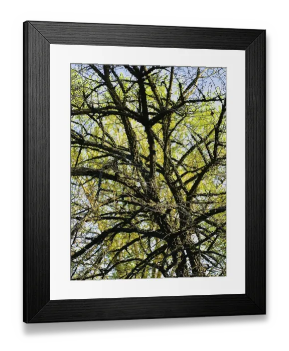 Framed Print : Branches of the Tree with Green Leaves Daugavpils