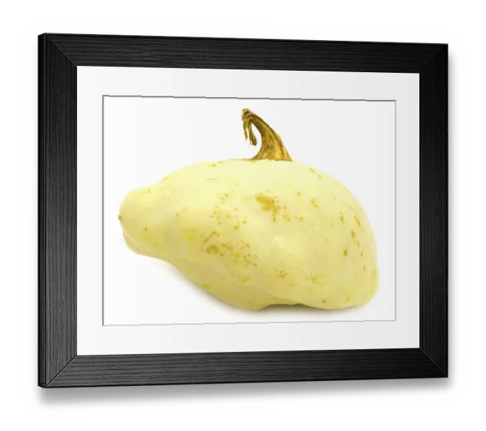 Framed Print : Single Green Cymbling Against The White Background