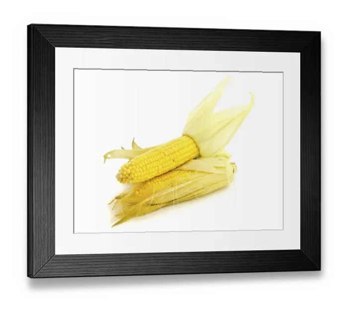 Framed Print : Two Yellow Corns Against The White Background Framed Print : Two Yellow Corns Against The White Background