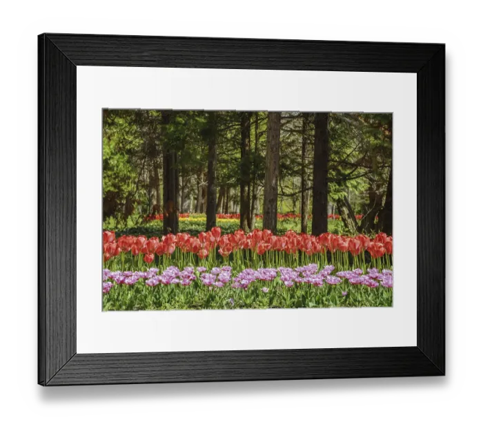 Framed Print : Tulips in the Botanical Garden. Varna, Bulgaria