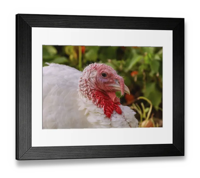 Framed Print : Portrait of white turkey in the poultry yard Latvia