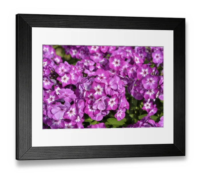 Framed Print : Blooming phlox in the garden