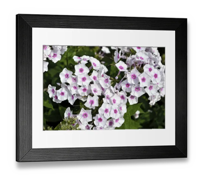 Framed Print : Blooming phlox in the garden Framed Print : Blooming phlox in the garden