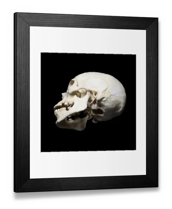 Framed Print : White real skull with black background