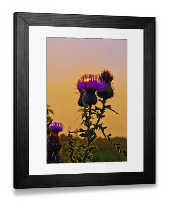 Framed Print : Sun streaming through the petals thistle at sunset Framed Print : Sun streaming through the petals thistle at sunset