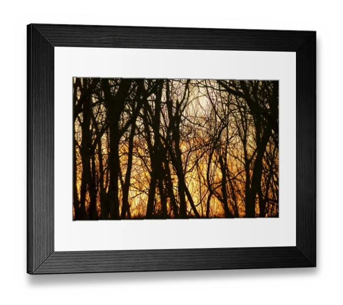 Framed Print : The sunset shines through the trees and colours them an intense orange