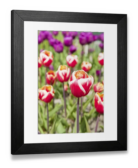 Framed Print : Red and white tulips in the flower fields