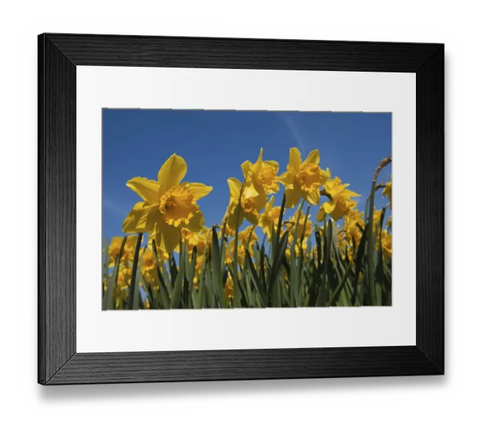 Framed Print : Yellow field full with trumpet daffodils in spring