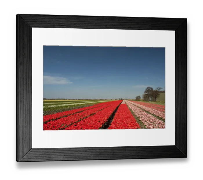 Framed Print : Dutch flower fields with colorful tulips in landscape