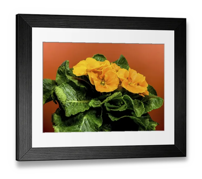 Framed Print : Close-up of orange primula flowers with orange centers and green leaves