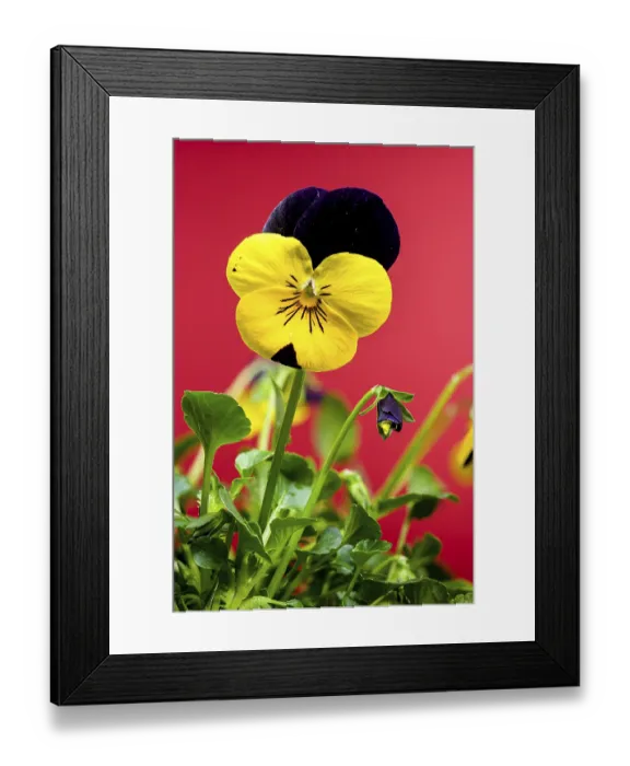 Framed Print : A close-up of delicate Yellow and purple pansy flowers with intricate petal patterns