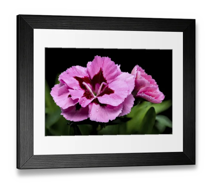 Framed Print : A close-up photo of a pink carnation with delicate dew drops