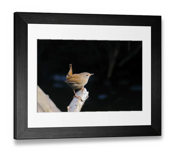 Framed Print : Eurasischer Zaunkonig Eurasischer Zaunknig Framed Print : Eurasischer Zaunkonig Eurasischer Zaunknig
