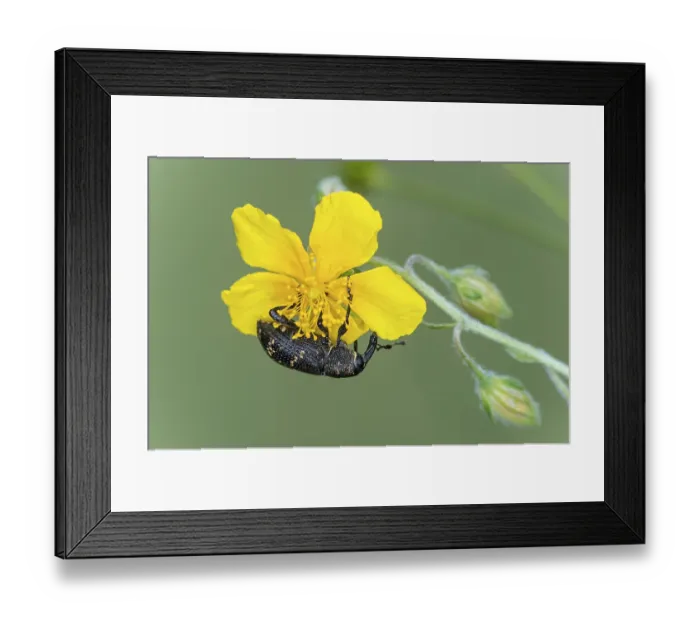 Framed Print : iblgva09798419.jpg