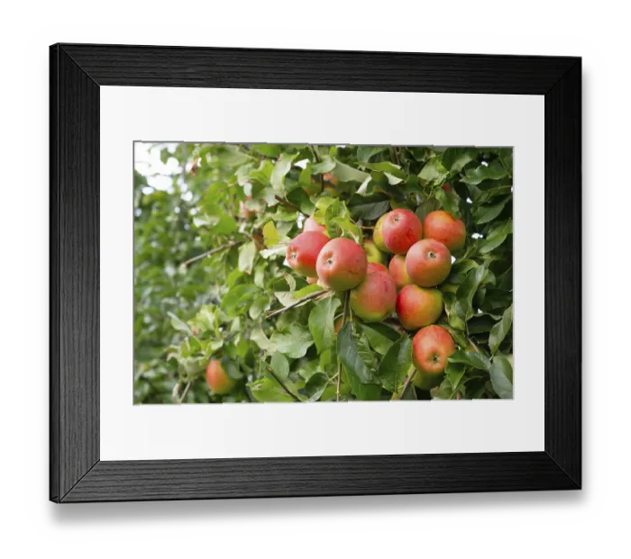 Framed Print : Ripe red apples growing on the tree