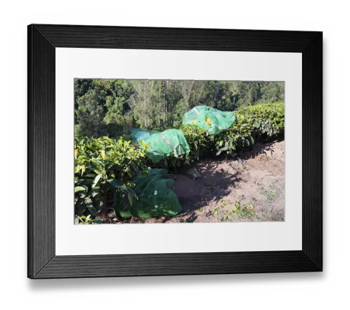 Framed Print : Harvesting tea leaves on plantation in Munnar Framed Print : Harvesting tea leaves on plantation in Munnar